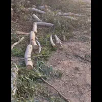 درخت بری آکالیپتوس و خرید چوب و هرسکاری