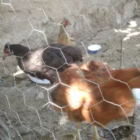 فروش نیمچه مرغ ۷ماهه محلی سرحال وسالم