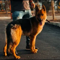 سگ ژرمن ماده