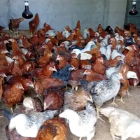 نیمچه مرغ و خروس محلی گلپایگانی ۳ماهه(تخم گزار)|حیوانات مزرعه|رشت, یخسازی|دیوار