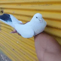 ‌کبوتر گرفتنی