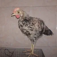 فروش جوجه خروس و مرغ ۴ماهه