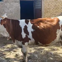 گاو