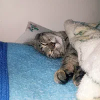 گربه dshبامزه و بازیگوش
