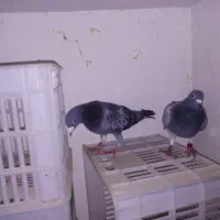 کبوتر پلاکی نره ماده1500