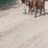 بز با دوتا بزغاله
