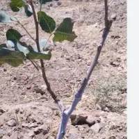 زمین-کشاورزی