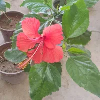 گلهای مناسب تراس و حیاط