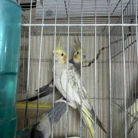 ۱۰ جفت عروس هلندی مولد (یکجا یا تکی)