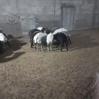 باغچه ۱۷۵ متری سند دار