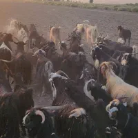 ۲۰بز و ۲۰ بیگ سرحال