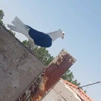 چهار عدد کبوتر خوشگل  معلقی