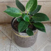 گل و گیاه|گل و گیاه طبیعی|جهرم, |دیوار