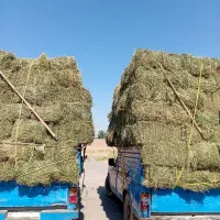 یونجه خشک