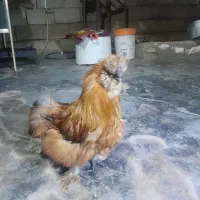 خروس ابریشمی