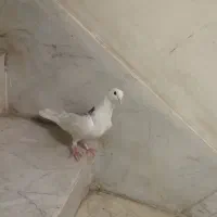 کبوتر ماده