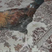 فروش خروس محلی