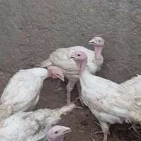 بقلمون گوشتی زنده کیلو 300