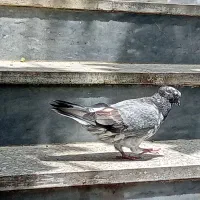 کبوتر