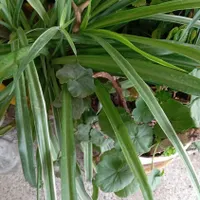 گل طبیعی|گل و گیاه طبیعی|گنبد کاووس, |دیوار