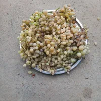 انگور لعل عسگری و دیوانه برای شیره