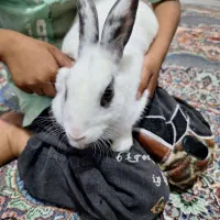 خرگوش خونگی و اهلی