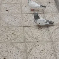 کفتر سار و خال  دم سیاه