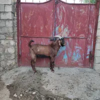 نربز،دوبر،ساورین،اشکار