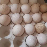 درودتخم بوقلمون نطفه داروغازموجودهس تازه