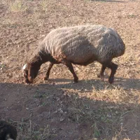 میش.گوسفند چاق کشتاری