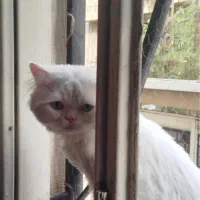 گربه پرشین ماده چشم ابی