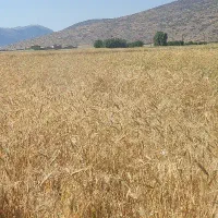 فروش کاه گندم