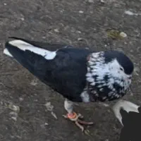 کفتر ابلغ افغانی سار شازده دم سفید ساده افشون صید