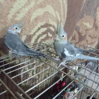 جوجه عروس