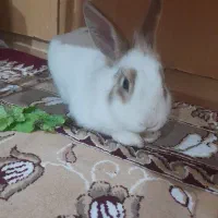 خرگوش