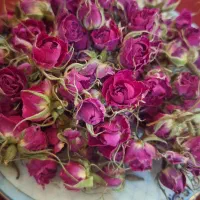غنچه گل محمدی