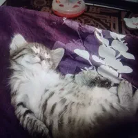 گربه پلنگی