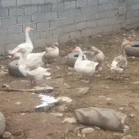 فروش غاز دو ساله  چاق و سالم در بابلکنار