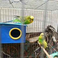 مرغ عشق گم شده