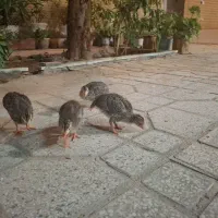 حراج واقعی جوجه مرغ شاخدار