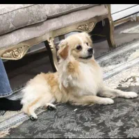 پانی پسر بازیگوش