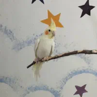 فروش چند عدد عروس هلندی