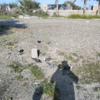 کهنوج‌.کبوتر سوسکی‌ وپلاکی‌وزاغ‌و کله‌ماستی