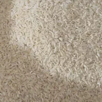 شلتوک (پیش فروش)