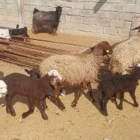میش و بز