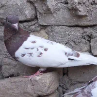 کبوتر کله سرخ