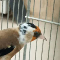 سهره سر سفید و ماده چونه سفید