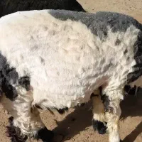 بره نر و کهره نر