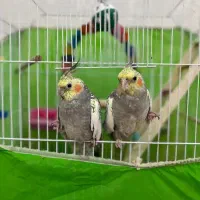 عروس هلندی جفت