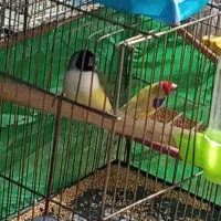 فنچ گلدین
